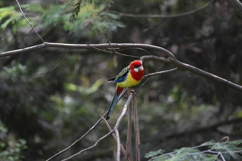 a colorful bird perched on top of a tree nch