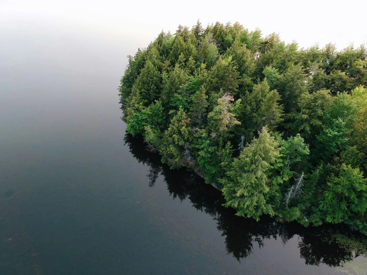 an aerial view of the shore of a lake with trees