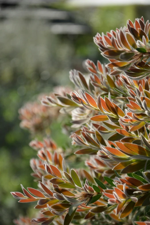 the red leaves of a plant are out in the open