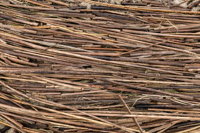 a bunch of twigs are sticking out of the ground