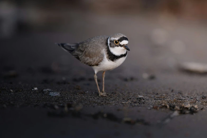 a gray and black bird with its face on the ground