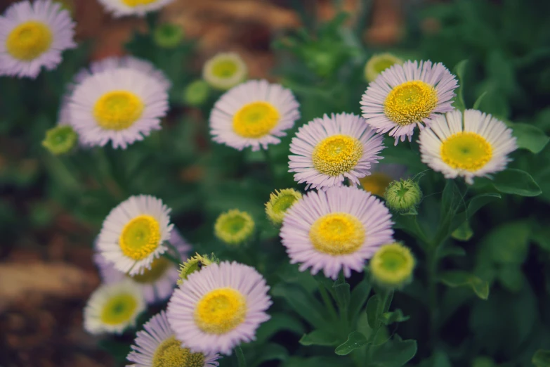 some purple and yellow flowers are by a rock