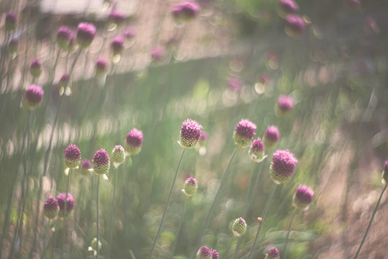 an artistic view of flowers that are blooming