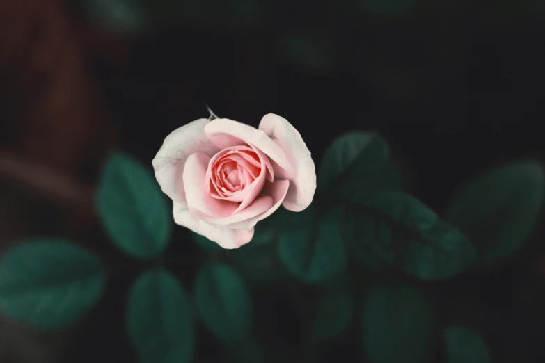 this pink flower is the centerpiece of a bouquet