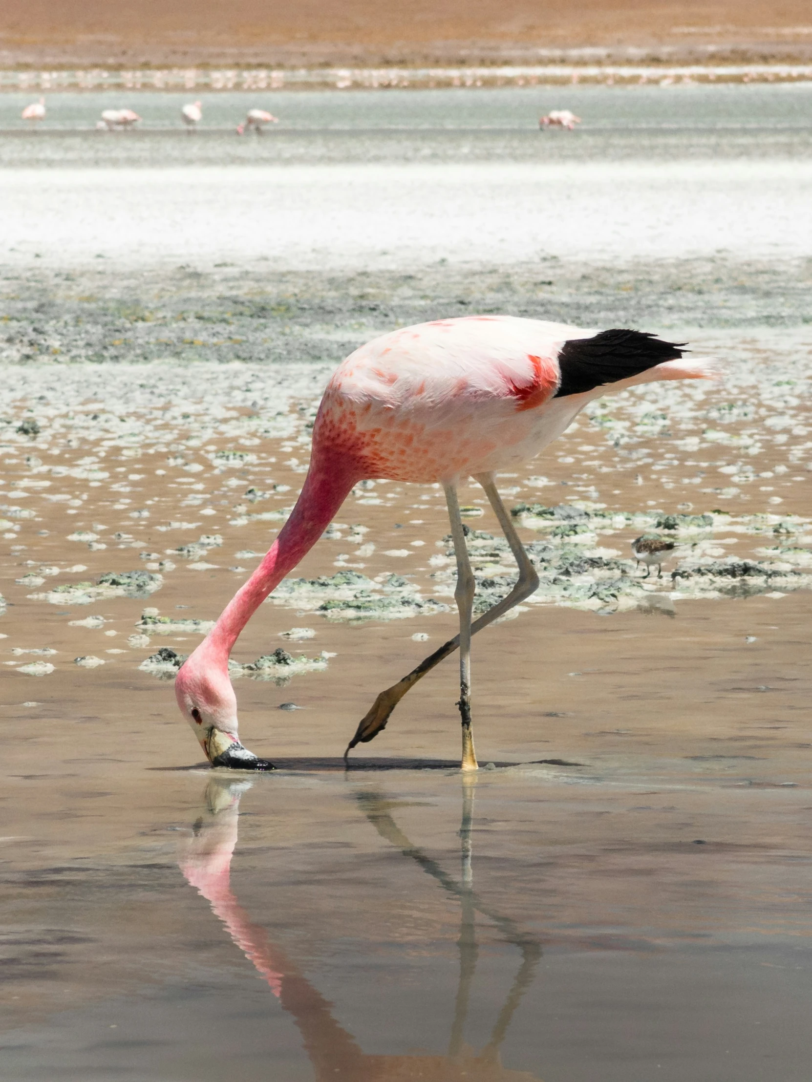 a pink and white bird with a long leg digging for food in the water