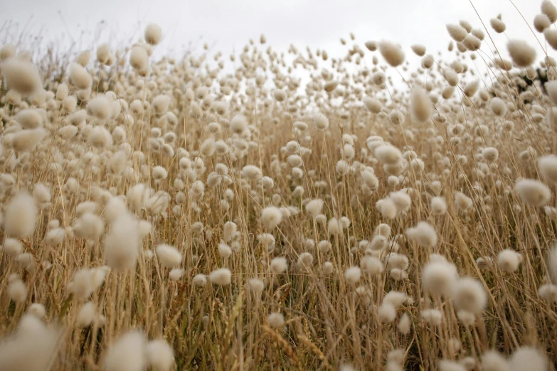 a tall grass covered in white fluffy clouds
