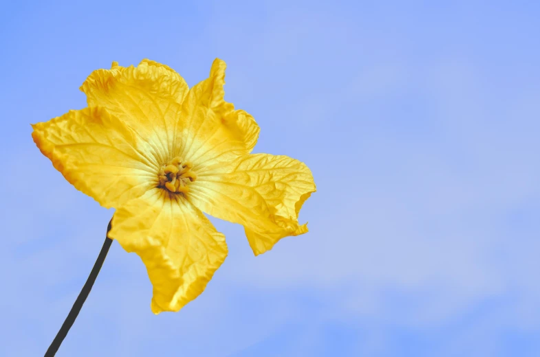 a single yellow daffodil in front of the blue sky