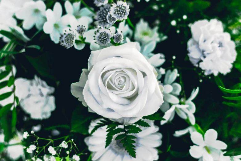 a close up picture of a single white flower