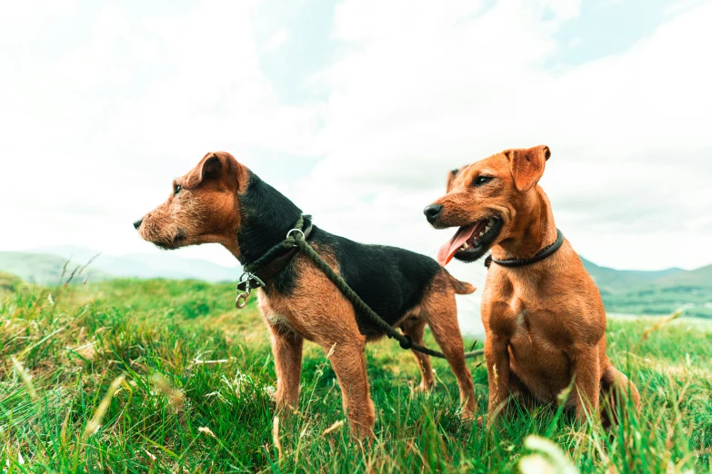 two dogs are sitting on the ground with grass