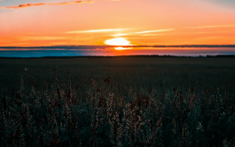 the sun setting over the field and water behind it