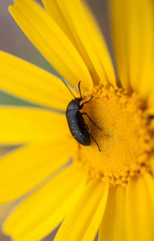 a bug is on the middle of a flower