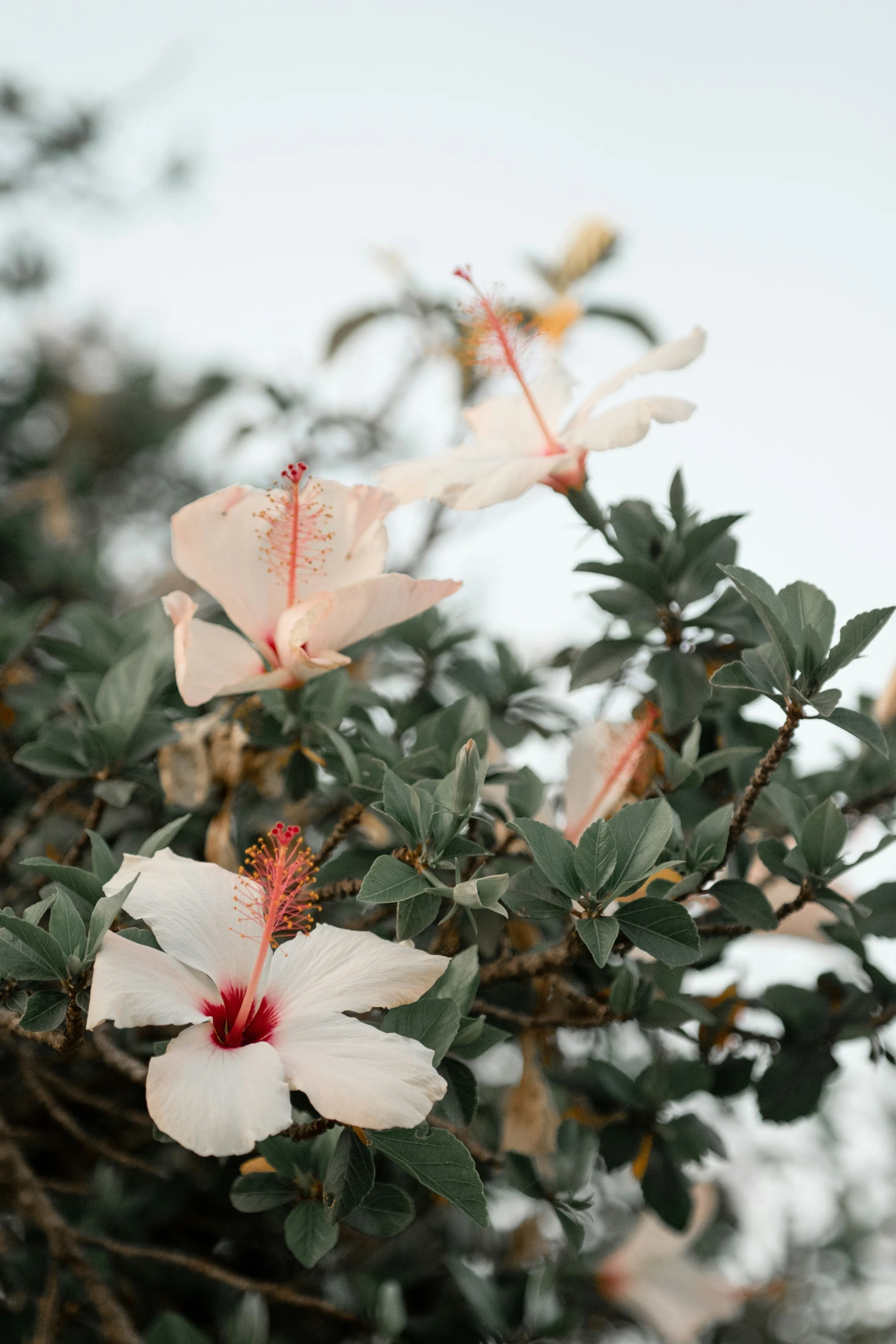 white flowers blooming on a nch with many buds