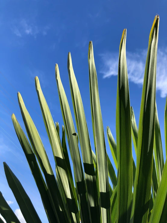 some green leaves with a sky in the background