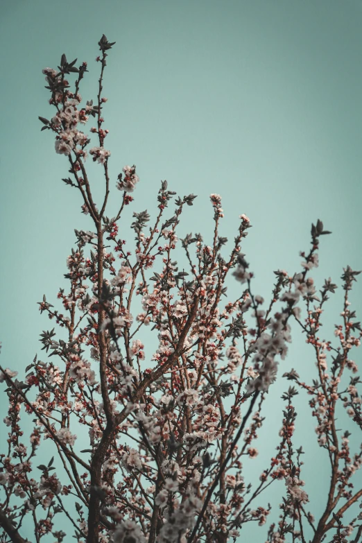 there are birds perched on the top of a tree