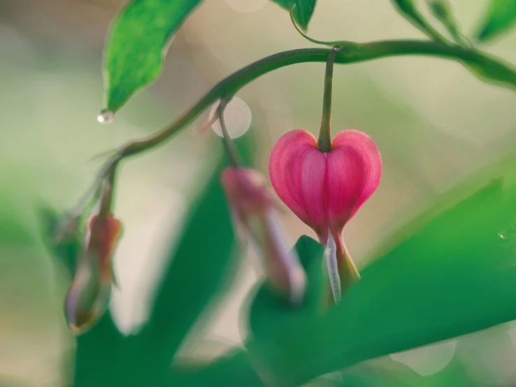 the tiny pink flower is in the budding