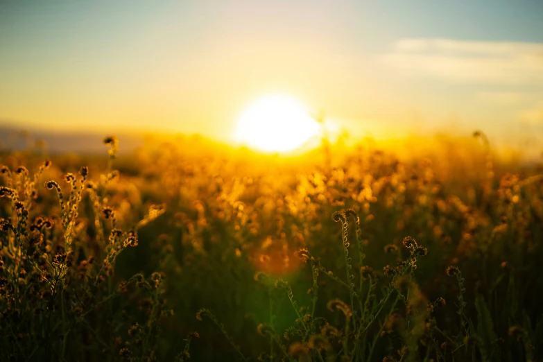 the sun sets over a field with tall grass