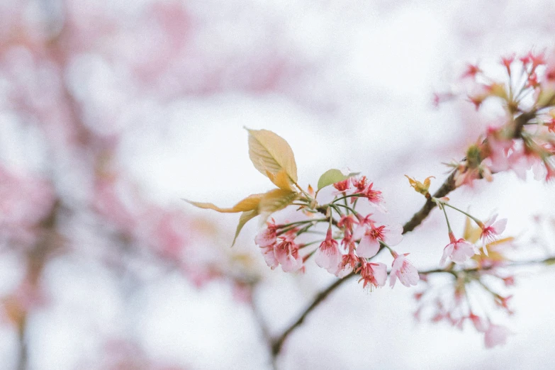 close up of a blooming nch of a tree