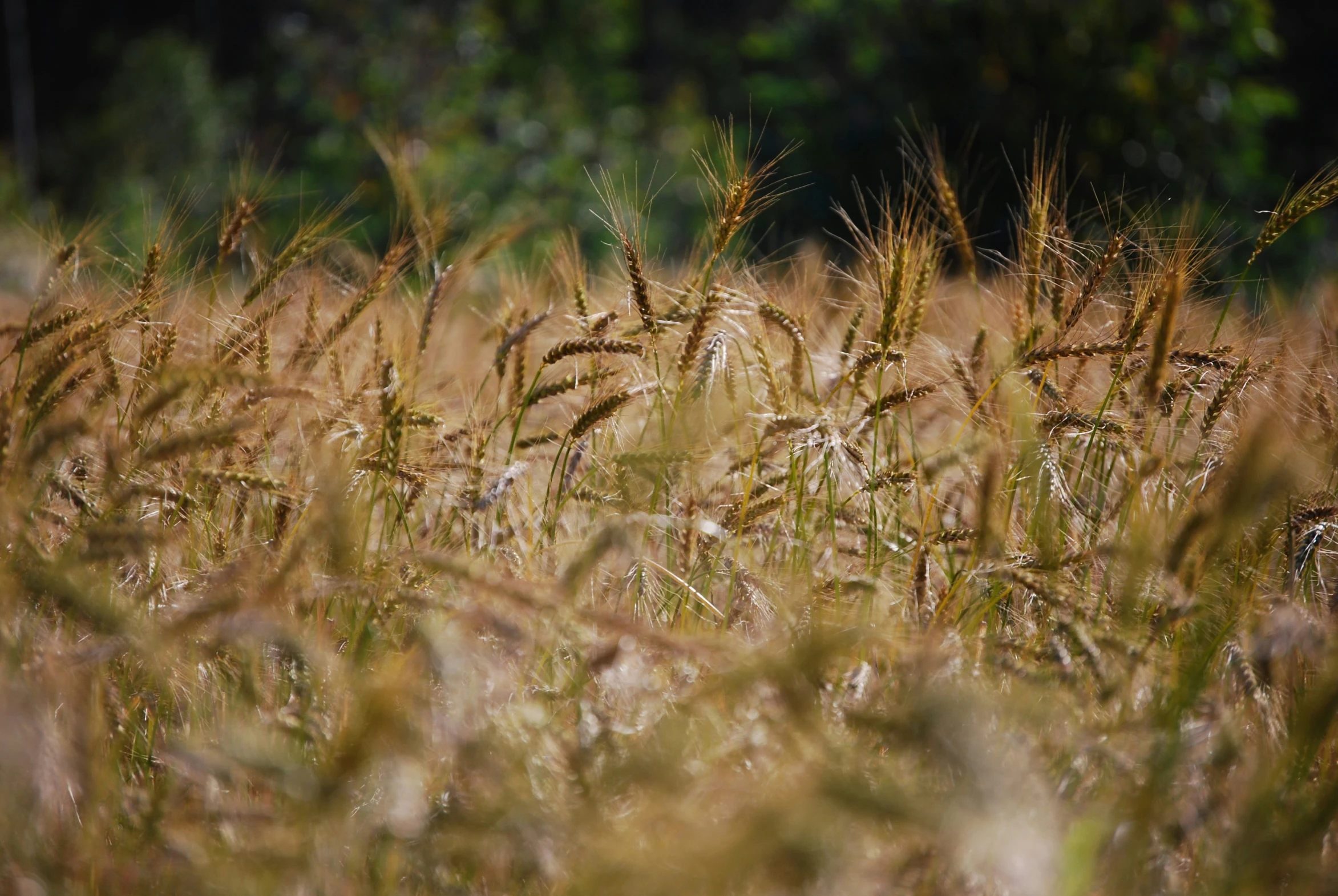 a field full of tall brown grass covered in rain