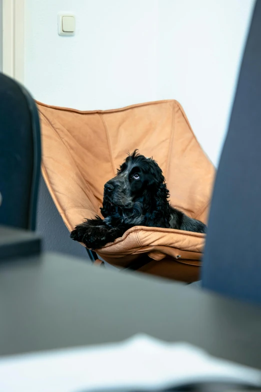 a black dog in a brown leather chair