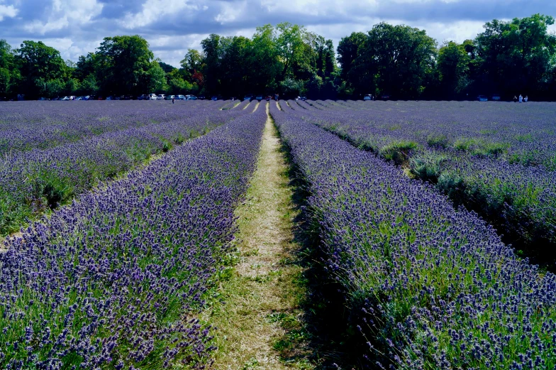 there is a road through a large field