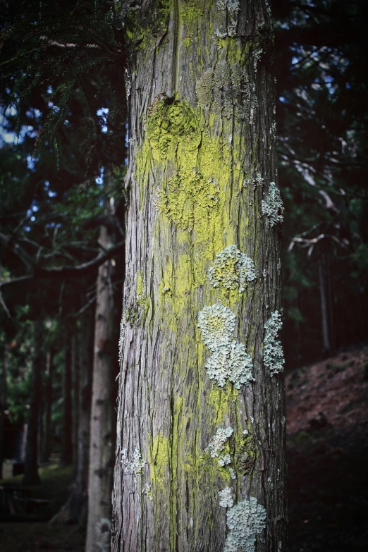 an old tree is covered in moss and other small mushrooms