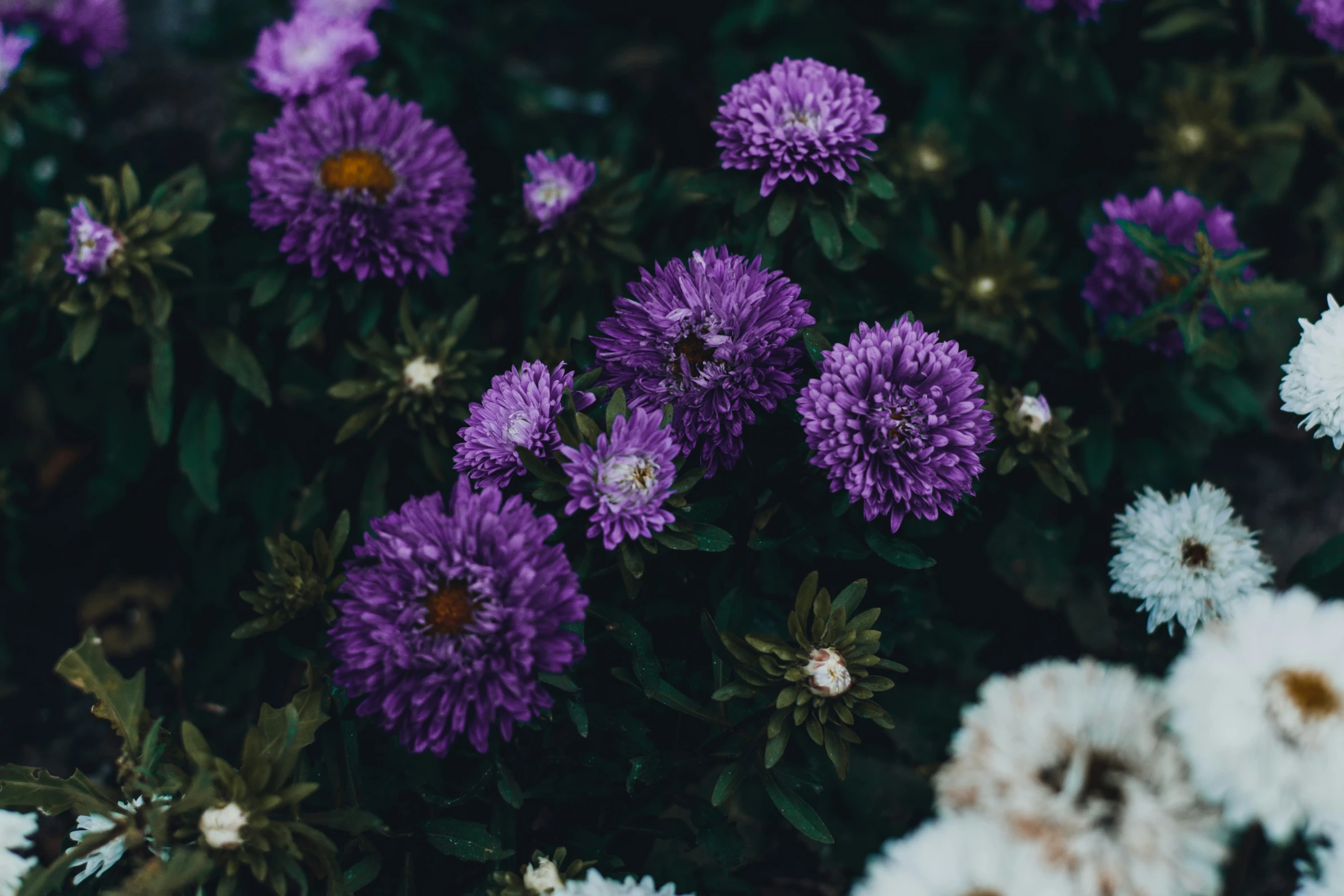 a small bunch of small white and purple flowers