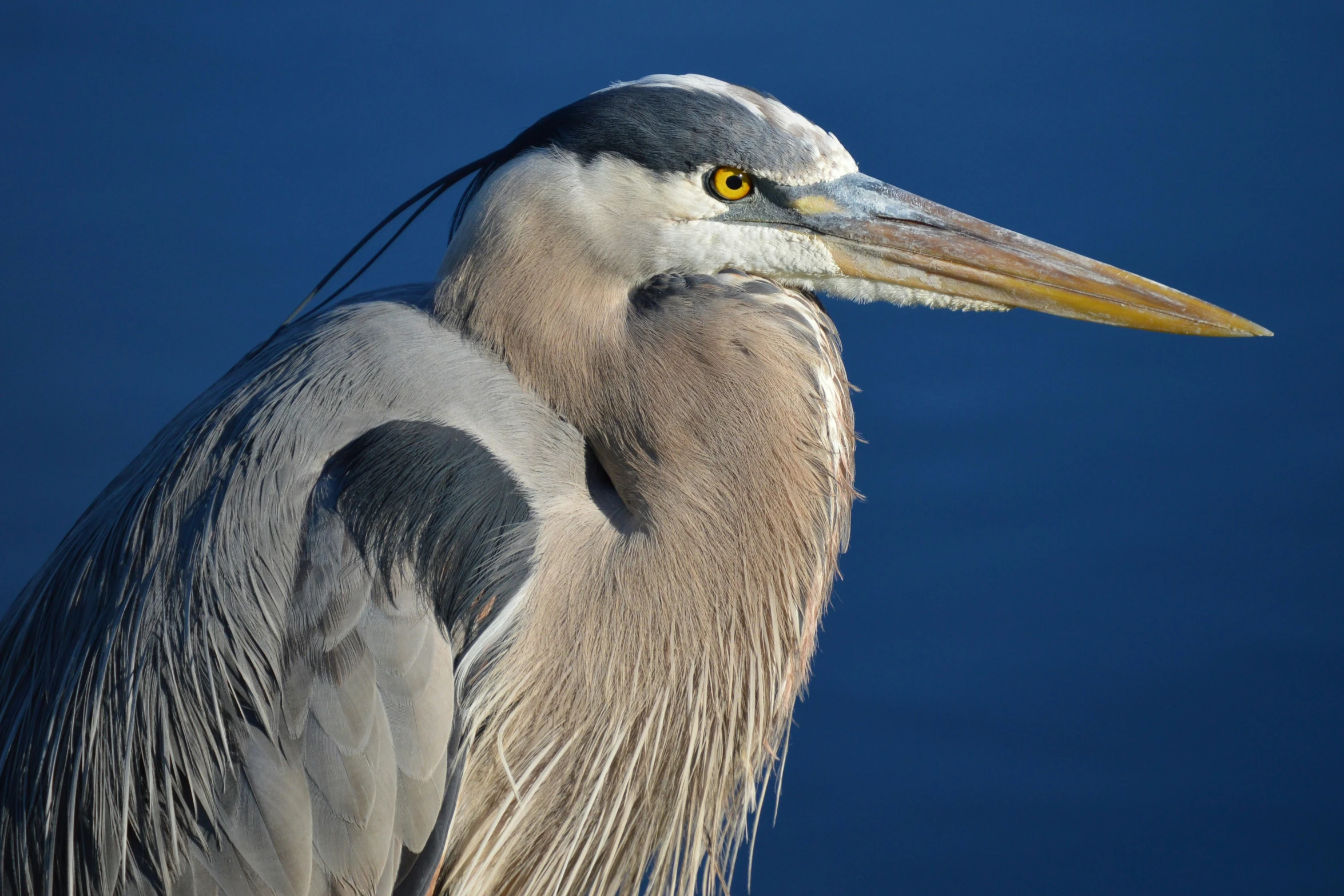 a close up of a bird with yellow eyes