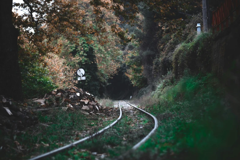 an old railroad track runs through the woods