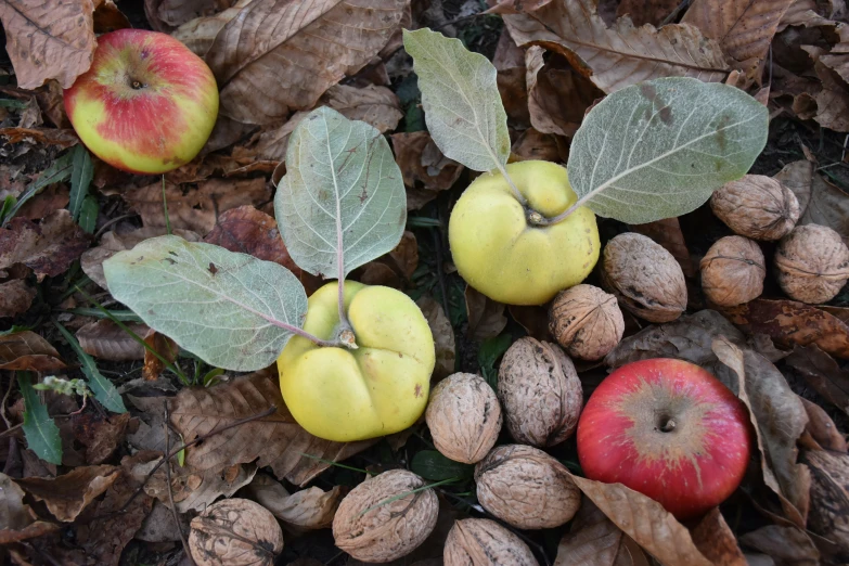 a close up view of nuts and apples