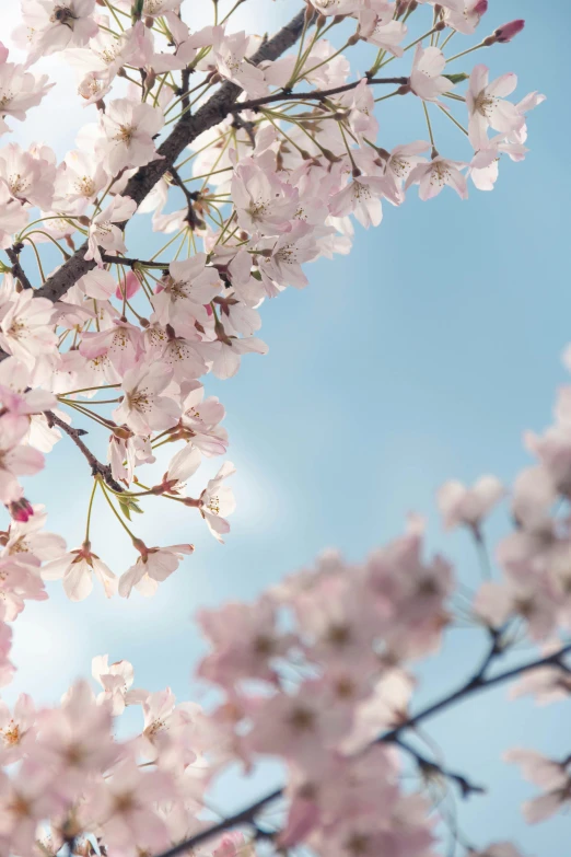 pink blossoms on a nch with a blue sky background