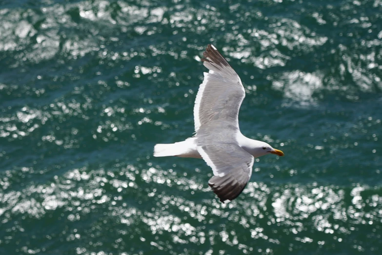 a seagull flying over the water with it's landing gear