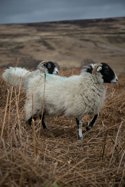 a couple of lambs that are standing in the grass