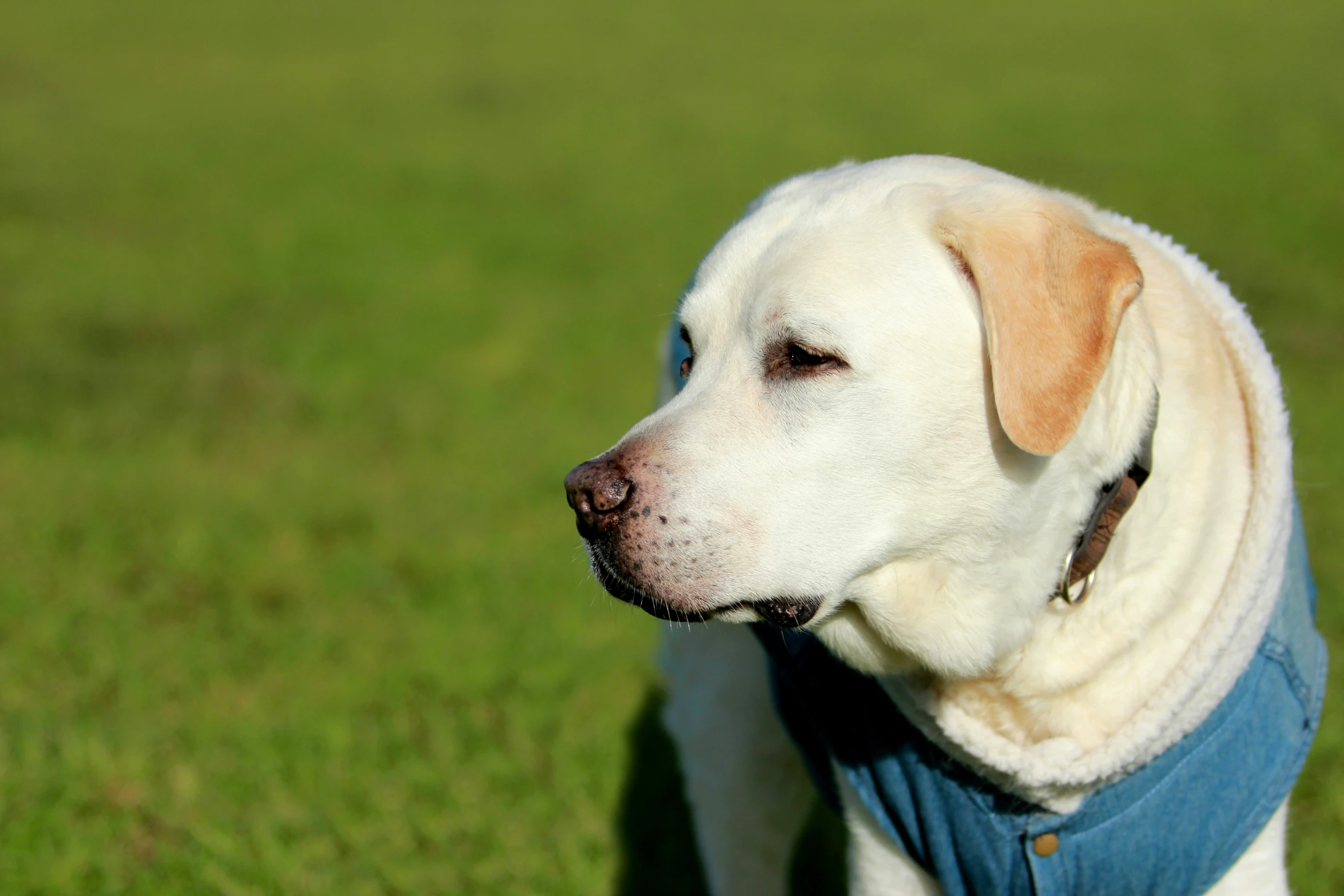 a large dog is dressed up in a sweater