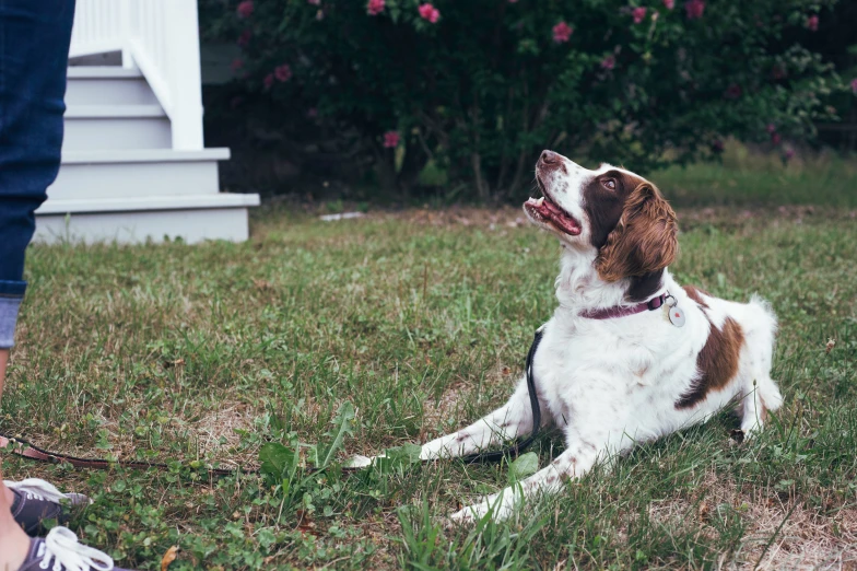 there is a brown and white dog that is sitting in the grass