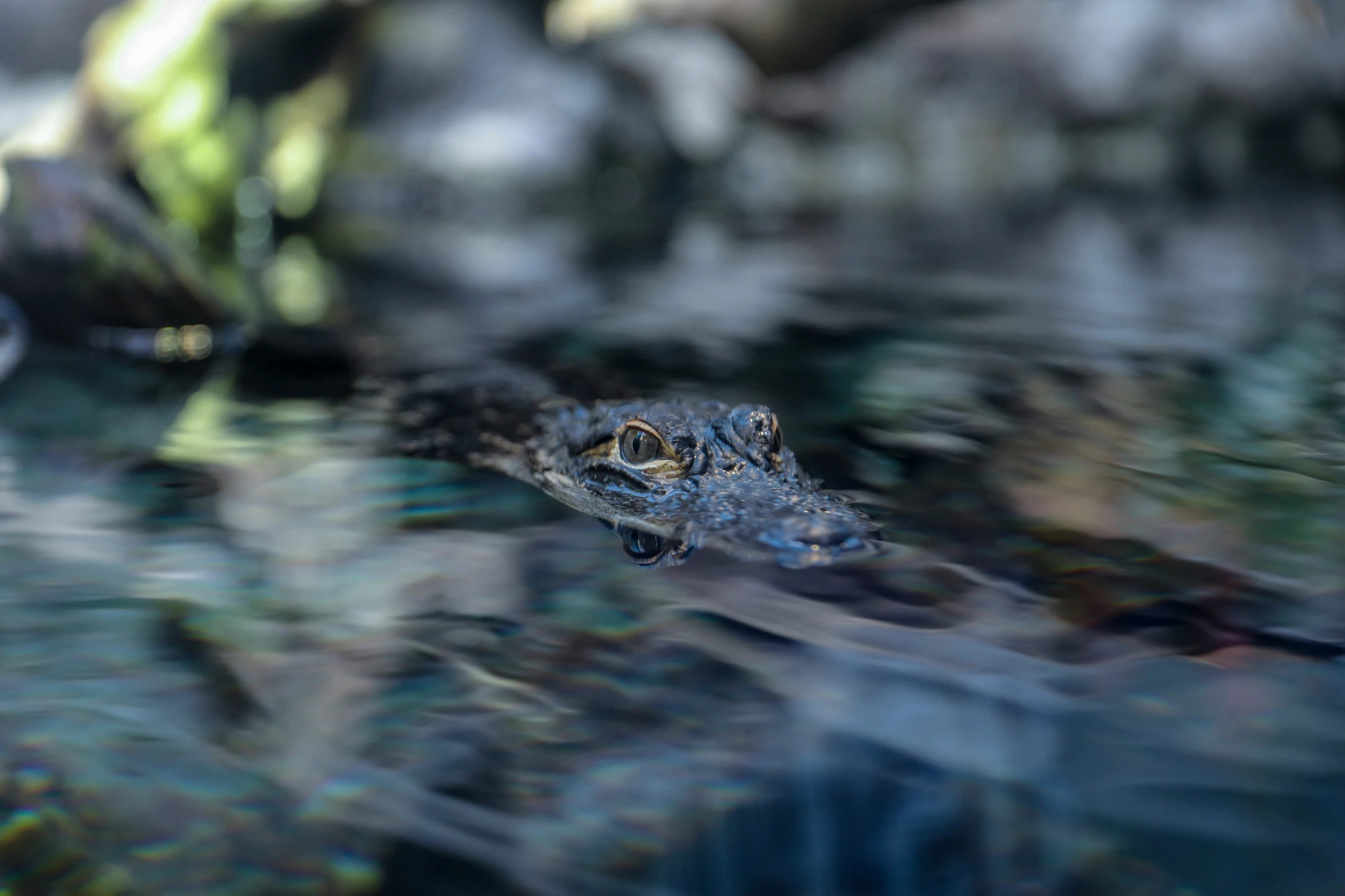 an alligator swimming across a pool of water