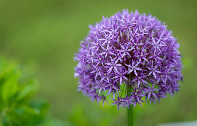 a close up of a very pretty flower with green leaves in the background