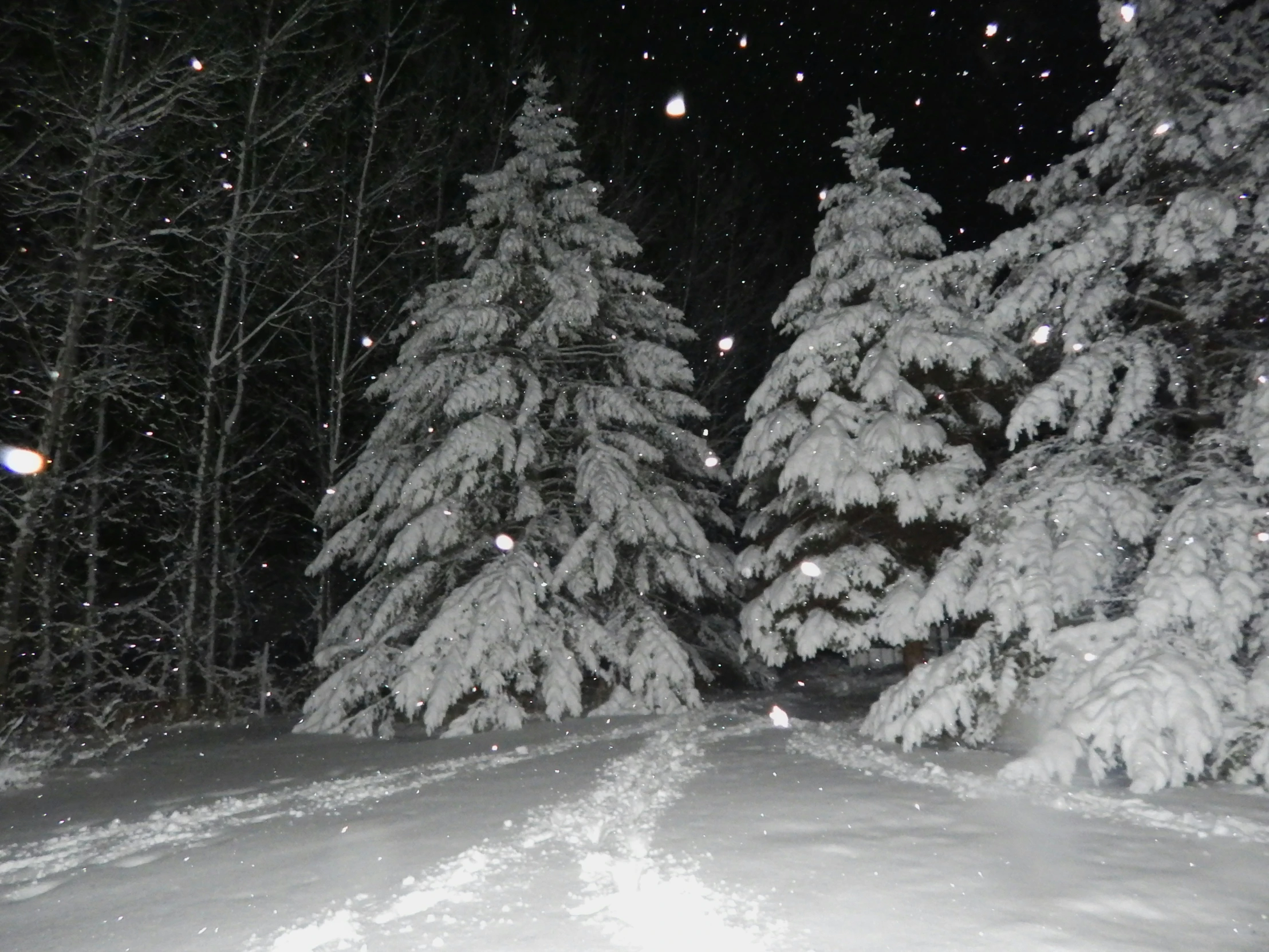 a night time view of some trees that are very snowy