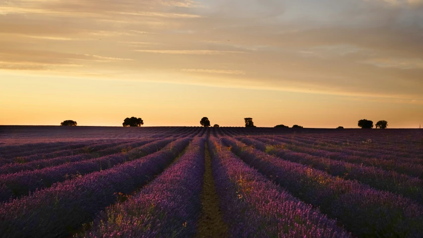 an image of the lavender fields of the sunset