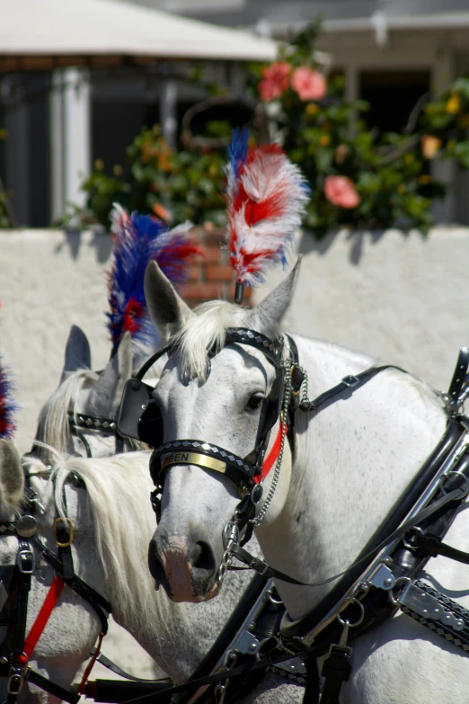 two white horses dressed in headdress with feathers on their heads