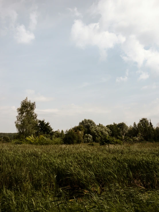 a cow in a field with trees and clouds