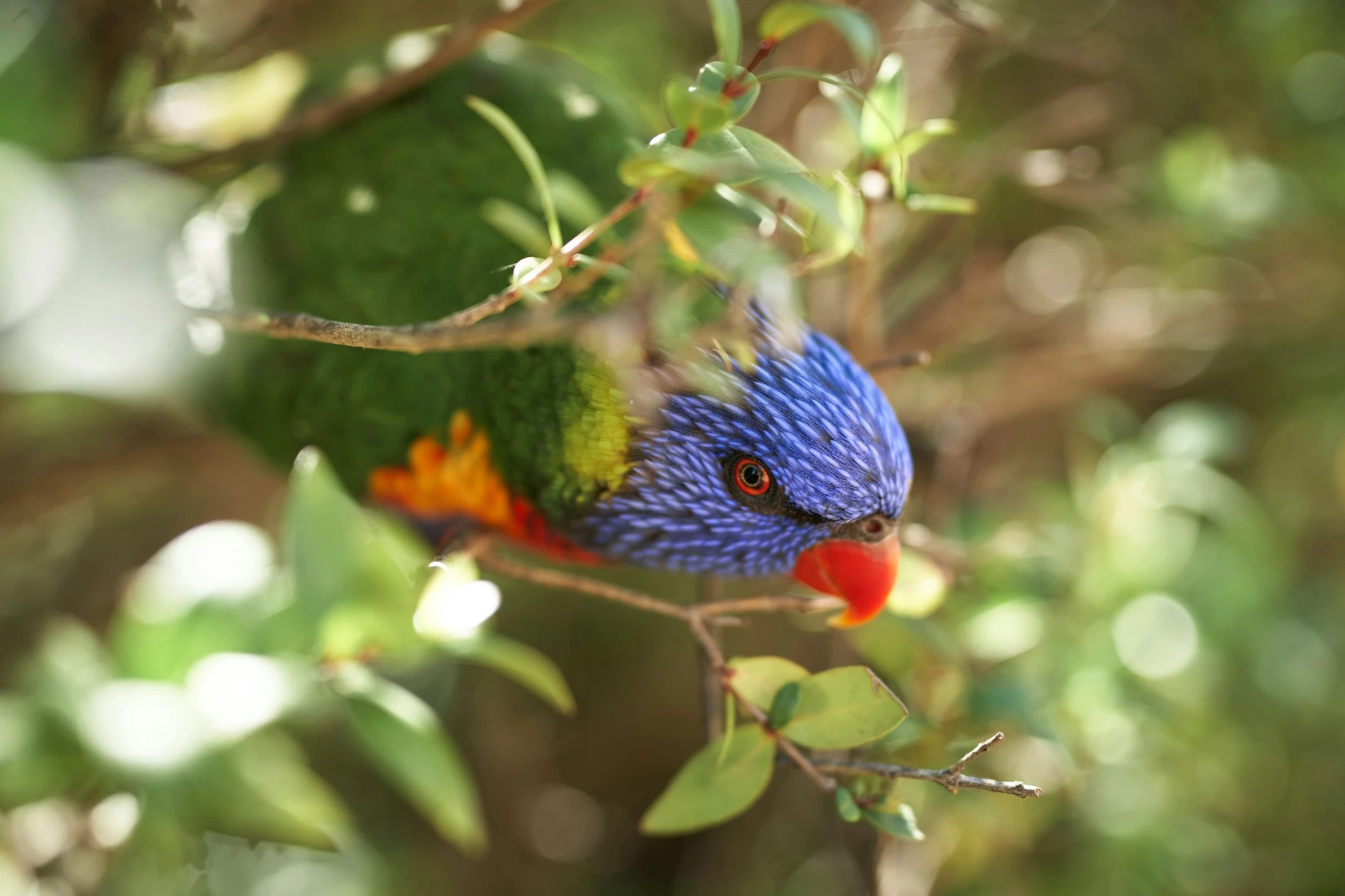 a colorful bird perched in a tree looking intently at the camera