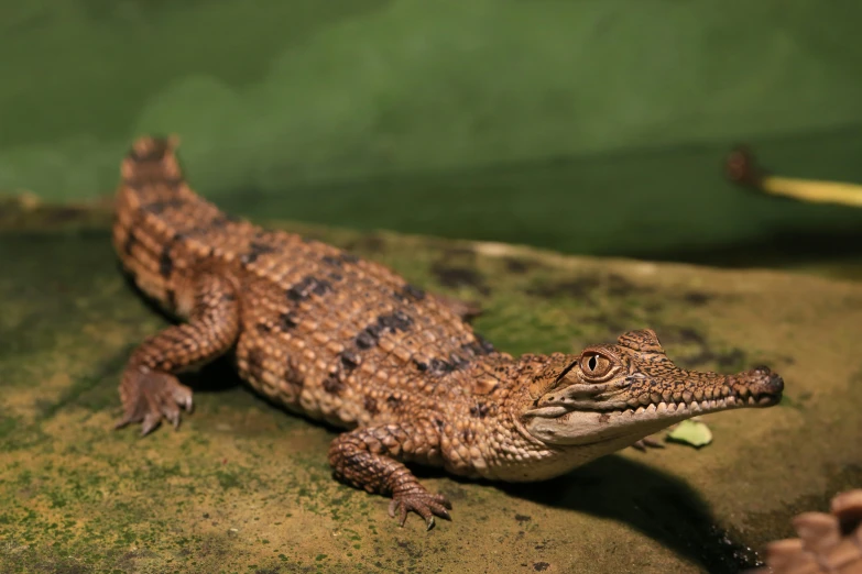 a large brown and black alligator laying on the ground