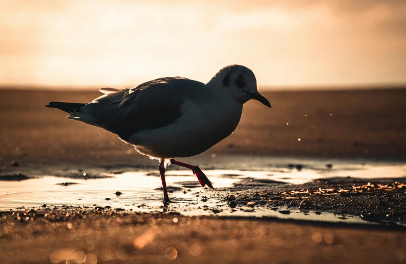 a close up of a seagull walking in the water