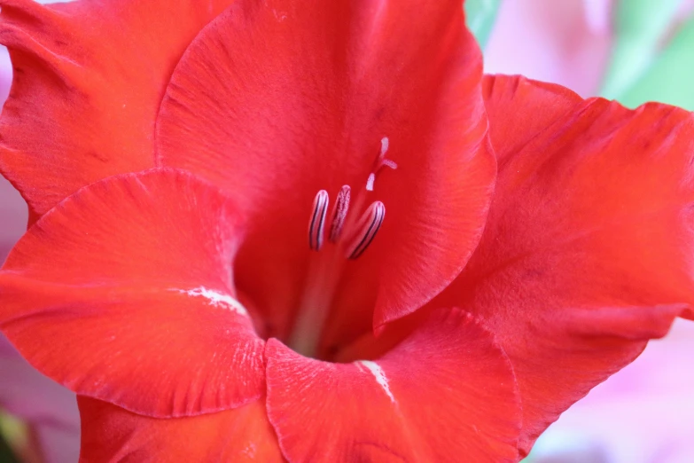 a red flower that is blooming in the day time