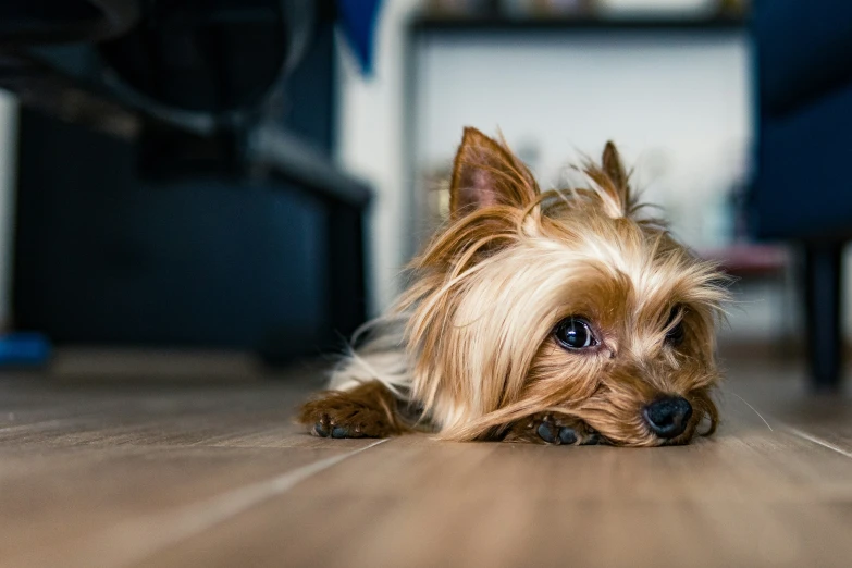 a dog laying on a hardwood floor with its head on the ground