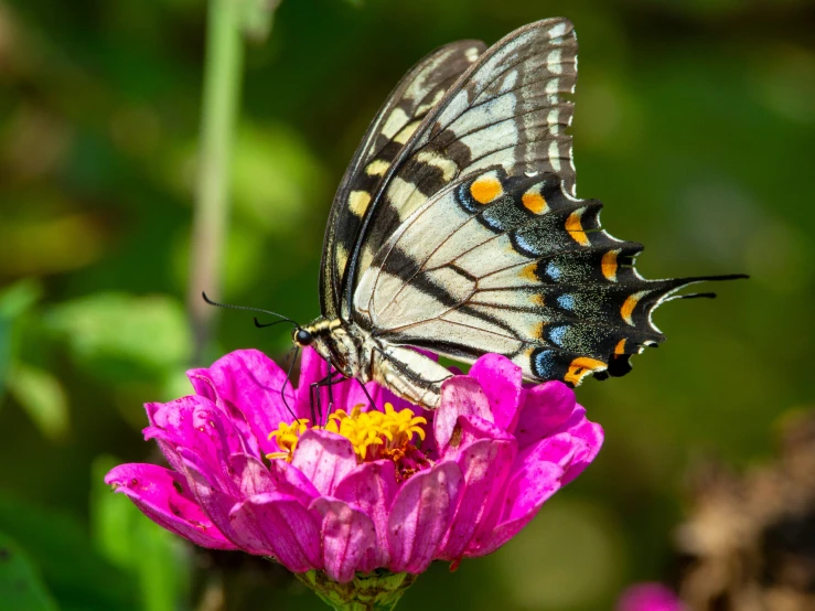 a erfly sitting on a purple flower