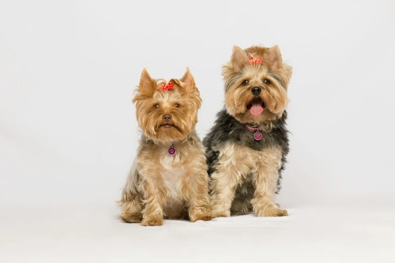 two cute dogs sitting side by side in a studio