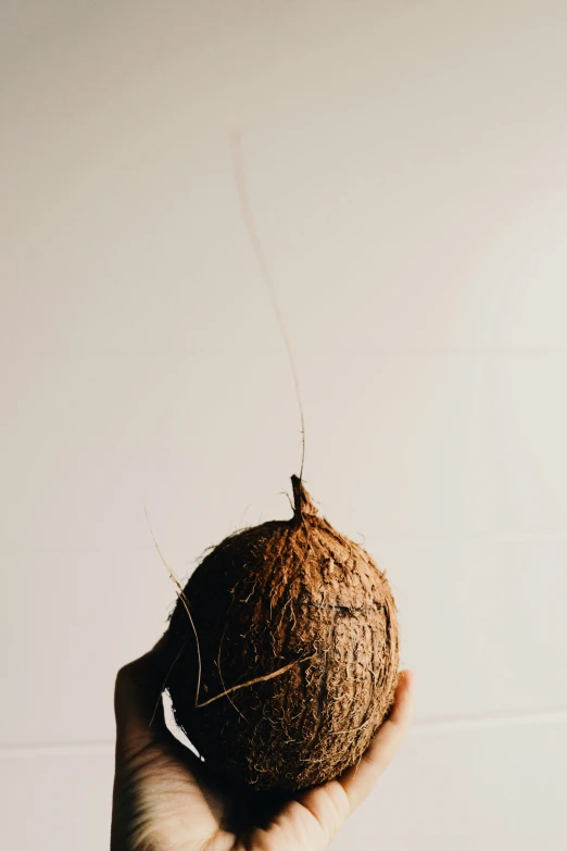 a hand holding up an unripe coconut