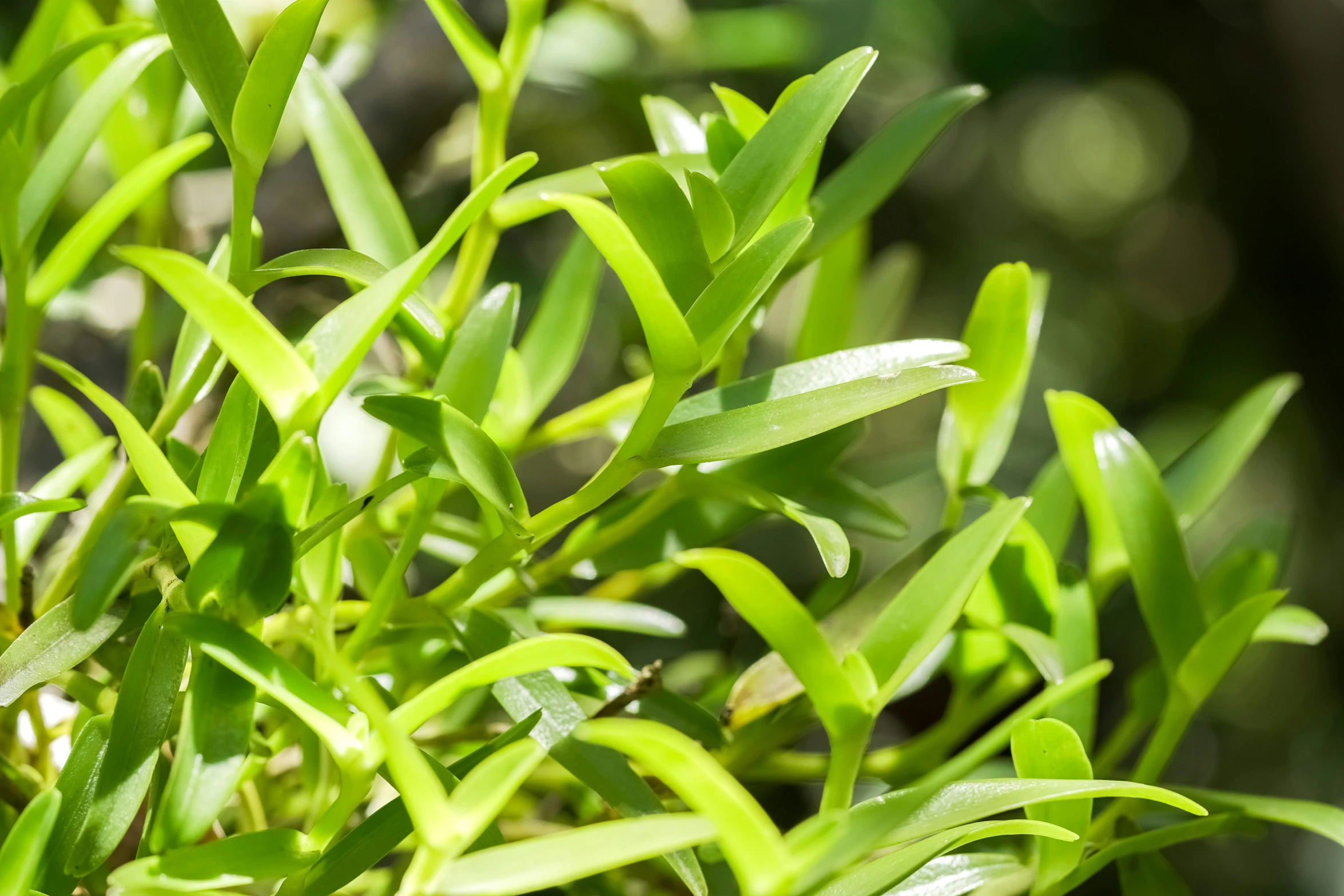 close up of green leaves with sunlight