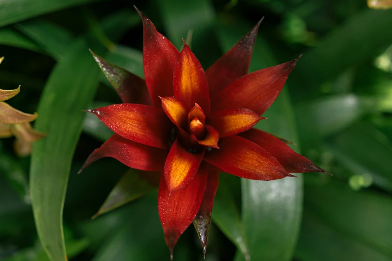 red and yellow flower with green leaves in the background